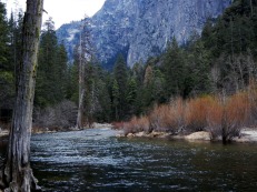 Merced River and Redwoods