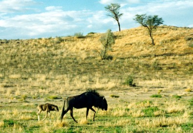 Kalihari National Park
