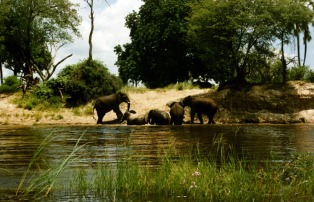 Elephants Bathe