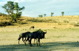 Kalahari Wildebeest 3