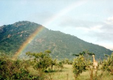 Kruger Giraffe and Rainbow
